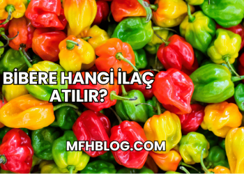 Bibere Hangi İlaç Atılır?