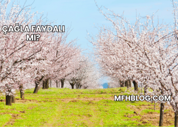 Çağla Faydalı mı?