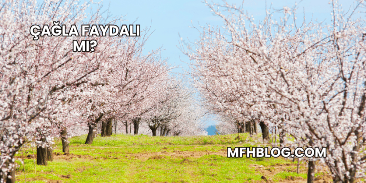 Çağla Faydalı mı?