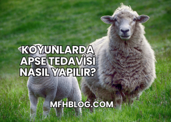 Koyunlarda Apse Tedavisi Nasıl Yapılır?