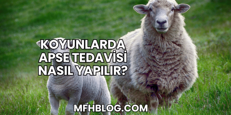 Koyunlarda Apse Tedavisi Nasıl Yapılır?