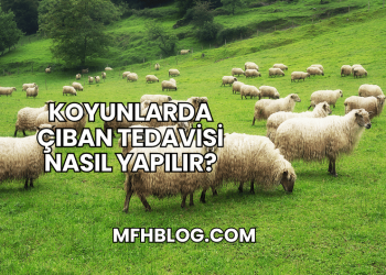 Koyunlarda Çıban Tedavisi Nasıl Yapılır?