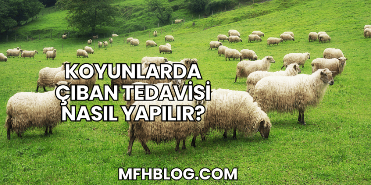 Koyunlarda Çıban Tedavisi Nasıl Yapılır?