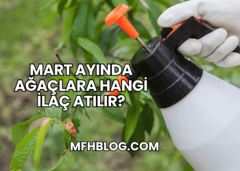 Mart Ayında Ağaçlara Hangi İlaç Atılır?