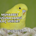 Muhabbet Kuşuna Hangi İlaç Verilir?
