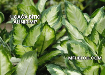 Uçağa Bitki Alınır mı?