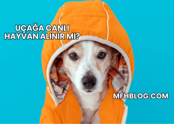 Uçağa Canlı Hayvan Alınır mı?