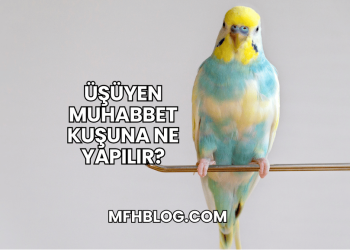 Üşüyen Muhabbet Kuşuna Ne Yapılır?