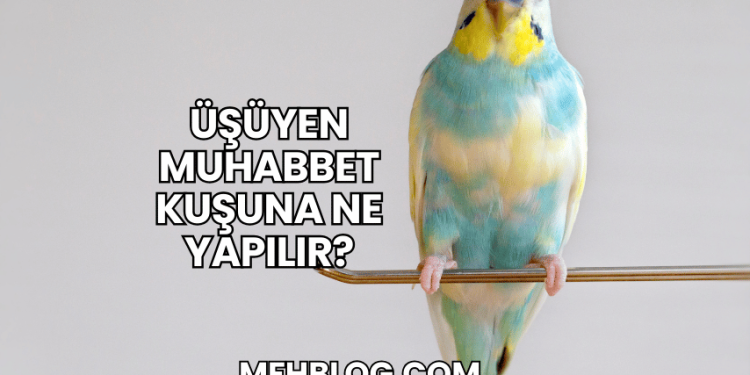 Üşüyen Muhabbet Kuşuna Ne Yapılır?