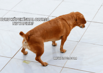 Yavru Köpek İshal Olursa Ne Yapılır?