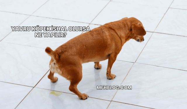 Yavru Köpek İshal Olursa Ne Yapılır?