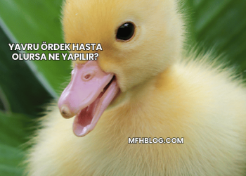Yavru Ördek Hasta Olursa Ne Yapılır?