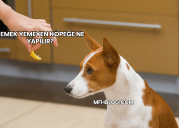 Yemek Yemeyen Köpeğe Ne Yapılır?
