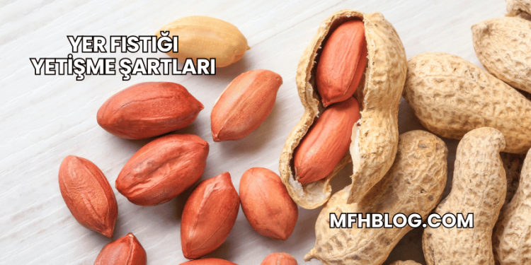 Yer Fıstığı Yetişme Şartları