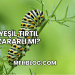 Yeşil Tırtıl Zararlı mı?