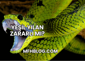 Yeşil Yılan Zararlı mı?