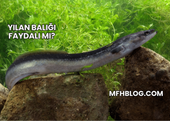 Yılan Balığı Faydalı mı?