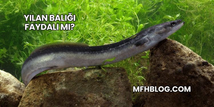 Yılan Balığı Faydalı mı?
