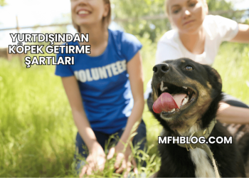 Yurtdışından Köpek Getirme Şartları