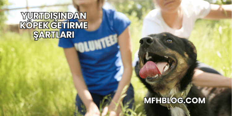 Yurtdışından Köpek Getirme Şartları