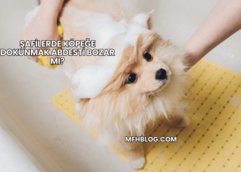 Şafilerde Köpeğe Dokunmak Abdesti Bozar mı?