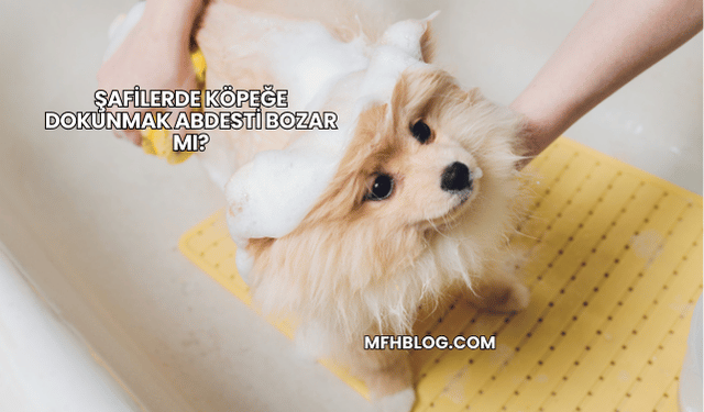 Şafilerde Köpeğe Dokunmak Abdesti Bozar mı?