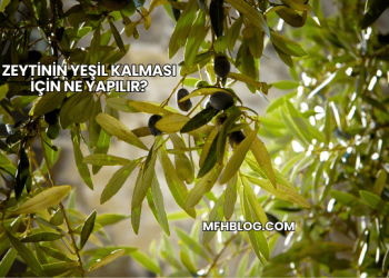 Zeytinin Yeşil Kalması İçin Ne Yapılır?
