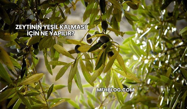 Zeytinin Yeşil Kalması İçin Ne Yapılır?