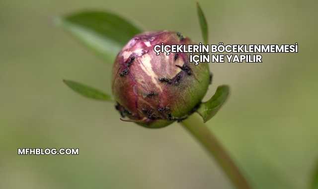 Çiçeklerin Böceklenmemesi İçin Ne Yapılır
