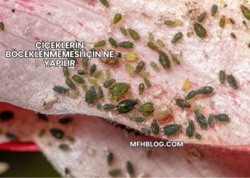 Çiçeklerin Böceklenmemesi İçin Ne Yapılır