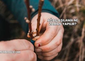 Ağaç Aşılama Ne Zaman Yapılır?