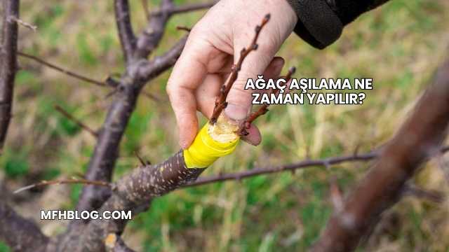 Ağaç Aşılama Ne Zaman Yapılır?
