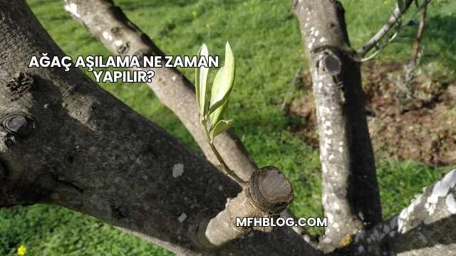 Ağaç Aşılama Ne Zaman Yapılır?