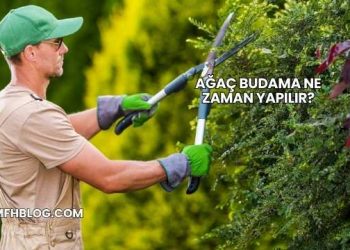 Ağaç Budama Ne Zaman Yapılır?