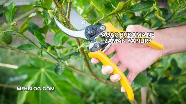 Ağaç Budama Ne Zaman Yapılır?