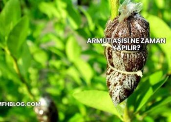 Armut Aşısı Ne Zaman Yapılır?