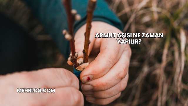 Armut Aşısı Ne Zaman Yapılır?