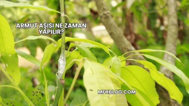 Armut Aşısı Ne Zaman Yapılır?