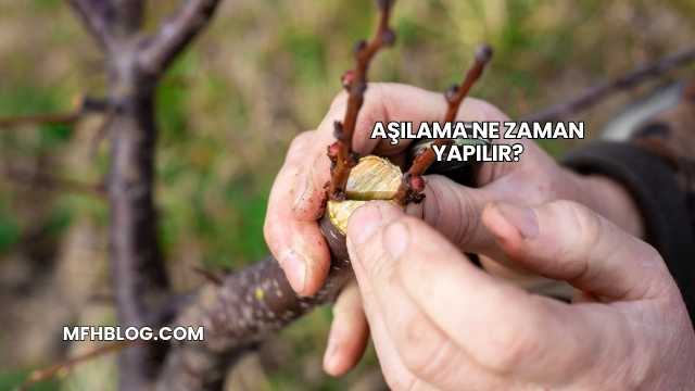 Aşılama Ne Zaman Yapılır?