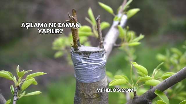 Aşılama Ne Zaman Yapılır?