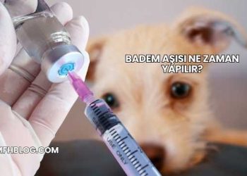 Badem Aşısı Ne Zaman Yapılır?