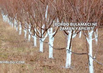 Bordo Bulamacı Ne Zaman Yapılır?