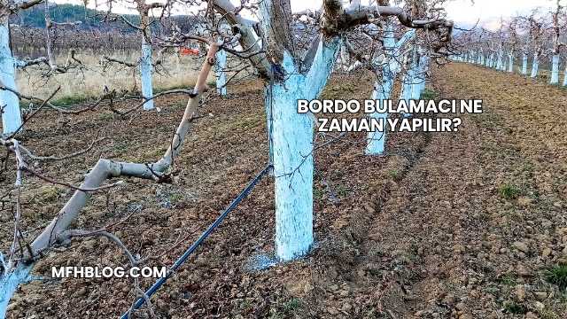 Bordo Bulamacı Ne Zaman Yapılır?
