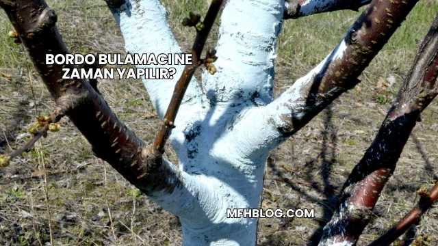 Bordo Bulamacı Ne Zaman Yapılır?