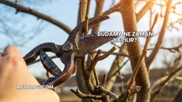 Budama Ne Zaman Yapılır?