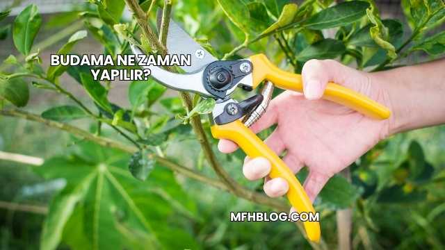 Budama Ne Zaman Yapılır?