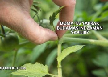 Domates Yaprak Budaması Ne Zaman Yapılır?
