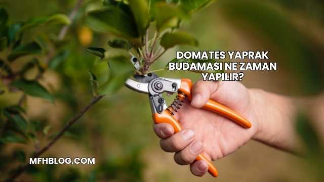 Domates Yaprak Budaması Ne Zaman Yapılır?