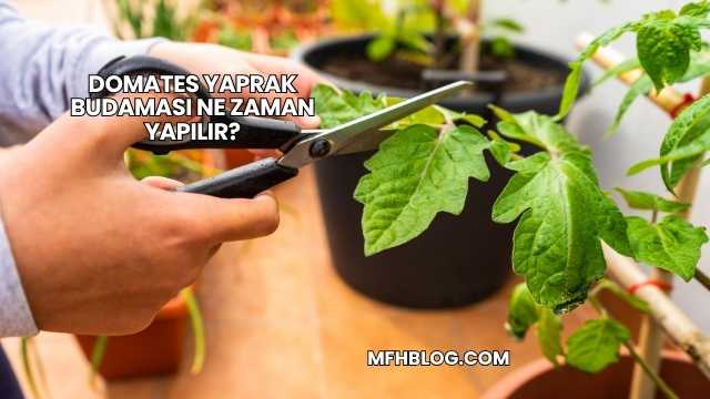 Domates Yaprak Budaması Ne Zaman Yapılır?