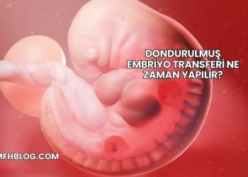 Dondurulmuş Embriyo Transferi Ne Zaman Yapılır?